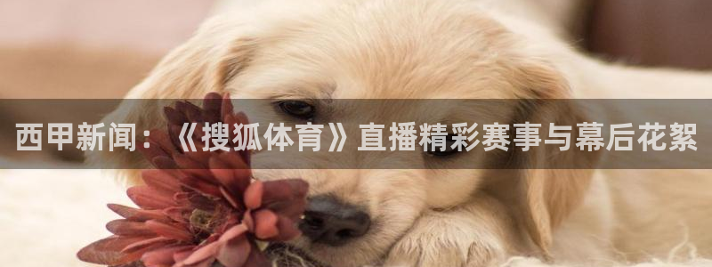 雨燕nba在线直播：西甲新闻：《搜狐体育》直播精彩赛事与幕后花絮